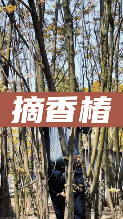 香椿雞蛋有，就缺二兩酒！