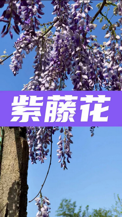 春有約，花不誤，陌上紫藤香如故。